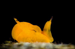 O R A N G I E 
Nudibranch/Seaslug (Siphopteron sp. 6) 
... by Irwin Ang 